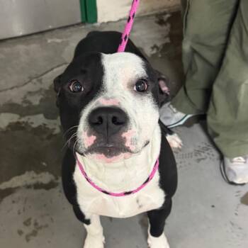 American Staffordshire Terrier Dogs Available for Adoption - Moshi Moshi | PetCurious