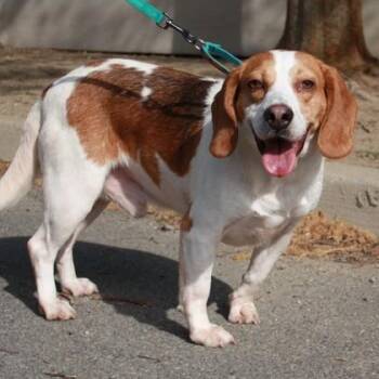 Mixed Breed Dogs Available for Adoption in Richmond, Virginia - Raynar | PetCurious