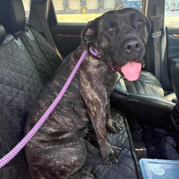 Esther -  Mastiff and Mixed Breed Dog for Adoption in Chicago, Illinois - Esther | PetCurious