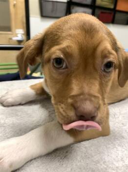 Pit Bull Terrier and Australian Cattle Dog Blue Heeler Dogs Available for Adoption in Vancouver, Washington - Aj | PetCurious