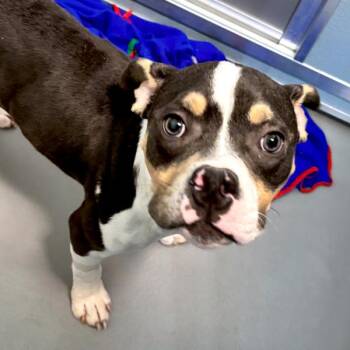 Little Dude -  Terrier Dog for Adoption in Des Moines, Iowa - Little Dude | PetCurious