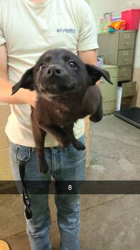 Labrador Retriever Dogs Available for Adoption in Swainsboro, Georgia - Carly | PetCurious