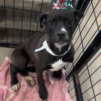 Boxer and Pit Bull Terrier Dogs Available for Adoption - Candice | PetCurious