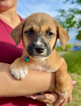 Labrador Retriever and Shepherd Dogs Available for Adoption in Isabela, Isabela - Teddy - Bear Loving, Boy Puppy *LOW FEE* | PetCurious