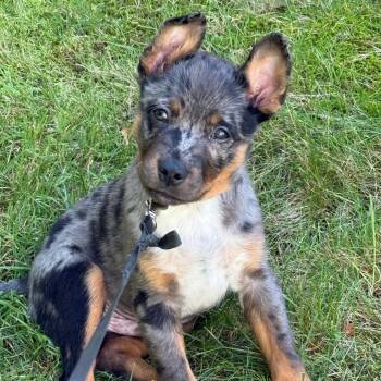 Dill -  Cattle Dog and Mixed Breed Dog for Adoption in Briarcliff Manor, New York - Dill | PetCurious