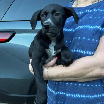 NY Honey Bun Avail Jun 13 (Choice Pet Carmel) -  Australian Shepherd and Labrador Retriever Dog for Adoption in Eastford, Connecticut - NY Honey Bun Avail Jun 13 (Choice Pet Carmel) | PetCurious