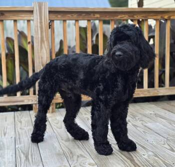 Standard Poodle Dogs Available for Adoption in Social Circle, Georgia - TED | PetCurious