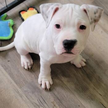 Mojito -  Boxer and American Bully Dog for Adoption in Shorewood, Illinois - Mojito | PetCurious