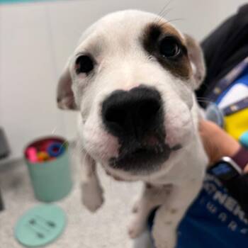 Damon -  Dachshund and Chihuahua Dog for Adoption in Wilmington, Delaware - Damon | PetCurious