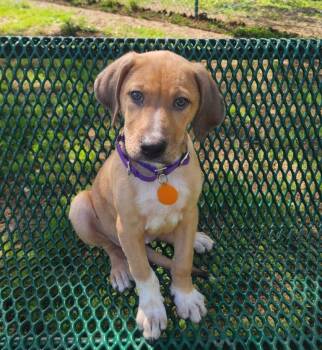 Chloe -  Shepherd Dog for Adoption in Taghkanic, New York - Chloe | PetCurious