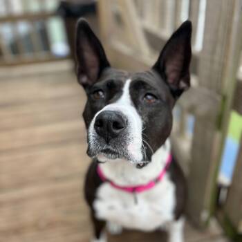 Mixed Breed Dogs Available for Adoption - Bessie | PetCurious