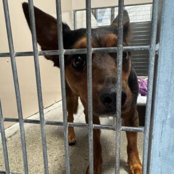 Piper -  Mixed Breed Dog for Adoption in Murray, Utah - Piper | PetCurious