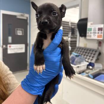 Mixed Breed Dogs Available for Adoption in Indianapolis, Indiana - Harrison | PetCurious