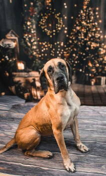 Rescue Great Dane Dogs for Adoption in Sullivan, Indiana - Love | PetCurious