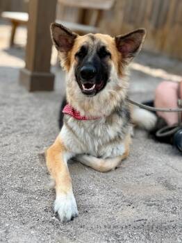 Wednesday -  German Shepherd Dog Dog for Adoption in Muskegon, Michigan - Wednesday | PetCurious