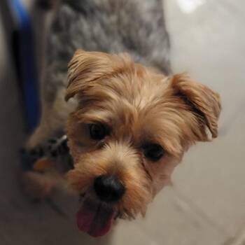 Gustav -  Yorkshire Terrier and Maltese Dog for Adoption in Walden, New York - Gustav | PetCurious
