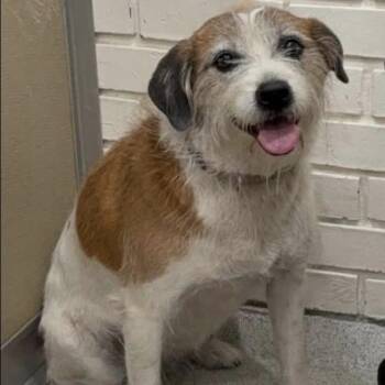 Mixed Breed Dogs Available for Adoption in Savannah, Georgia - Callie | PetCurious