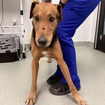 Airedale Terrier and Mixed Breed Dogs Available for Adoption - Tucker | PetCurious