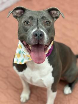 Love -  Mixed Breed Dog for Adoption in Detroit, Michigan - Love | PetCurious