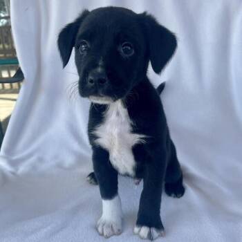 Terrier Dogs Available for Adoption - Sci-Fi | PetCurious