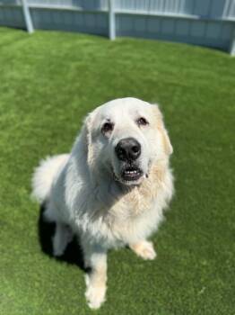 JACKSON -  Great Pyrenees Dog for Adoption in Delson, Quebec - JACKSON | PetCurious