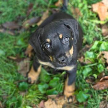 Jelly Bean -  Mixed Breed Dog for Adoption in Fredericksburg, Virginia - Jelly Bean | PetCurious