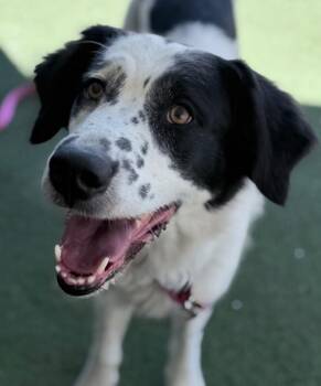 Zulu -  Border Collie and Mixed Breed Dog for Adoption in Fruit Heights, Utah - Zulu | PetCurious