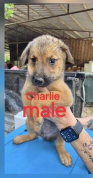 Charlie -  Shepherd Dog for Adoption in Manchester, Connecticut - Charlie | PetCurious