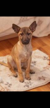Belgian Shepherd Malinois Dogs Available for Adoption - Buddy | PetCurious