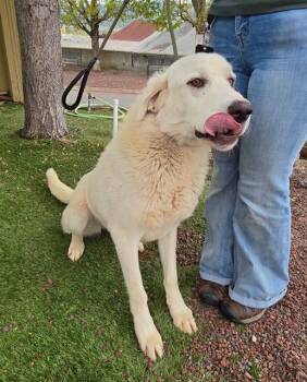 Lumi -  Akbash Dog Available for Adoption in Phoenix, Oregon - Lumi | PetCurious