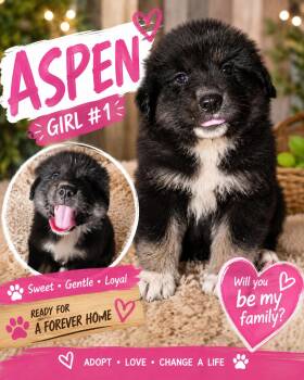 Aspen -  Great Pyrenees and Anatolian Shepherd Dog Available for Adoption in Chickamauga, Georgia - Aspen | PetCurious