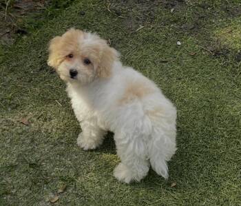 Bichon Frise and Miniature Poodle Dogs Available for Adoption in Boca Raton, Florida - Chantilly | PetCurious