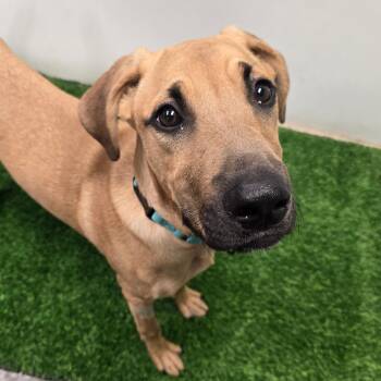 Shasta -  Mixed Breed Dog for Adoption in Columbia, Missouri - Shasta | PetCurious