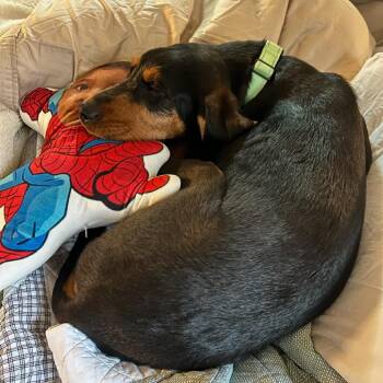 Mixed Breed Dogs Available for Adoption in Fredericksburg, Virginia - Brion | PetCurious