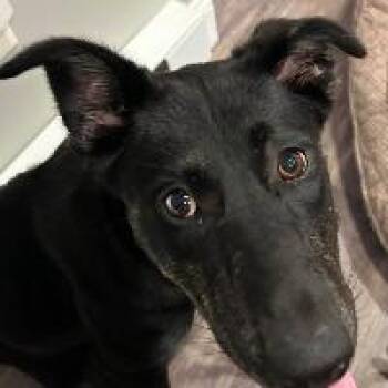 Maggie -  Shepherd Dog for Adoption in Monticello, New York - Maggie | PetCurious