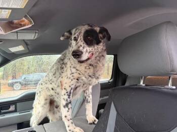 Rescue Shepherd and Australian Cattle Dog Blue Heeler Dogs for Adoption in Eureka, Montana - Murphy | PetCurious