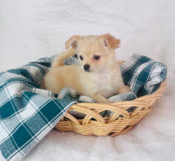 Baby -  Chihuahua Dog for Sale in Morrow, Ohio - Baby | PetCurious
