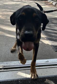 Rescue German Shepherd Dog Dogs for Adoption in Mobile, Alabama - Pedro Pawscal | PetCurious