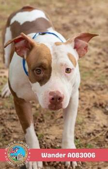 Wander -  American Bulldog Dog for Adoption in Mobile, Alabama - Wander | PetCurious