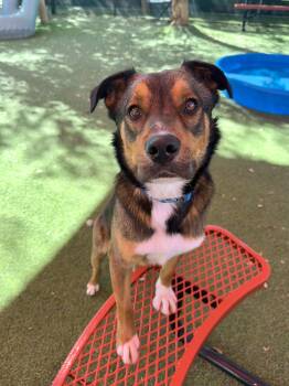 Rescue Australian Shepherd Dogs for Adoption in Glendale, Arizona - Jack | PetCurious