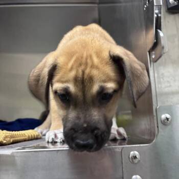 Nut -  Mixed Breed Dog for Adoption in Asheville, North Carolina - Nut | PetCurious