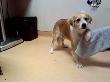 SPEEDY GONZALEZ -  Terrier Dog for Adoption in Martinez, California - SPEEDY GONZALEZ | PetCurious