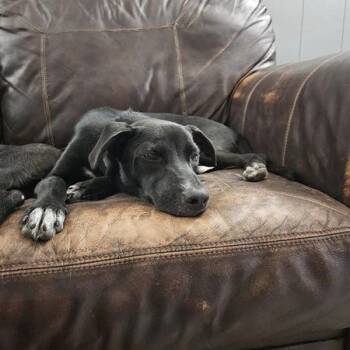 Rescue Black Labrador Retriever and Pit Bull Terrier Dogs for Adoption in Conroe, Texas - Beckham (Athletes Litter) | PetCurious