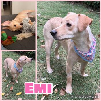 Emi -  Labrador Retriever Dog for Adoption in Ringwood, New Jersey - Emi | PetCurious
