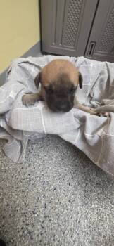 German Shepherd Dog and Mixed Breed Dogs Available for Adoption in Syracuse, Indiana - Bosco | PetCurious