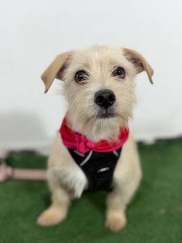 Maple-One of our Amazing Rescue Dogs -  Norfolk Terrier and Border Terrier Dog for Adoption in Carlsbad, California - Maple-One Of Our Amazing Rescue Dogs | PetCurious