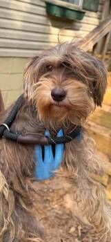Willow (GA) -  Terrier Dog for Adoption in New York, New York - Willow (GA) | PetCurious
