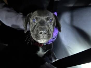 Rescue Terrier and Mixed Breed Dogs for Adoption in Fort Worth, Texas - Kay Frazier | PetCurious