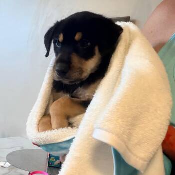 Viola -  German Shepherd Dog Dog for Adoption - Viola | PetCurious
