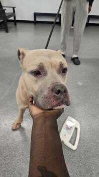 Rescue Mixed Breed Dogs for Adoption in West Chester, Pennsylvania - Yugi | PetCurious